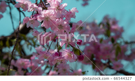 櫻花 66544327