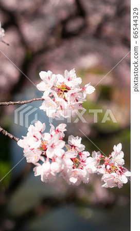 櫻花 66544329