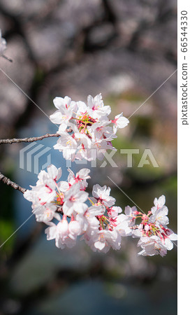 櫻花 66544330