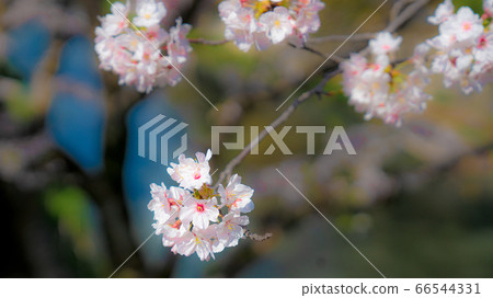 櫻花 66544331