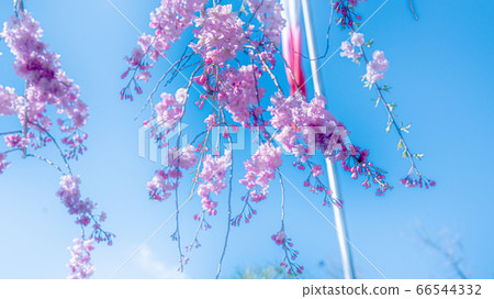 櫻花 66544332