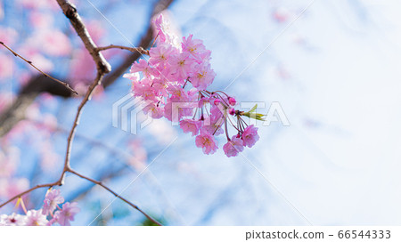 Cherry Blossoms   66544333