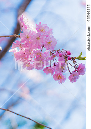 櫻花 66544335