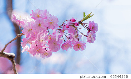 櫻花 66544336