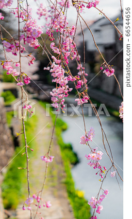 八幡護城河 66544656