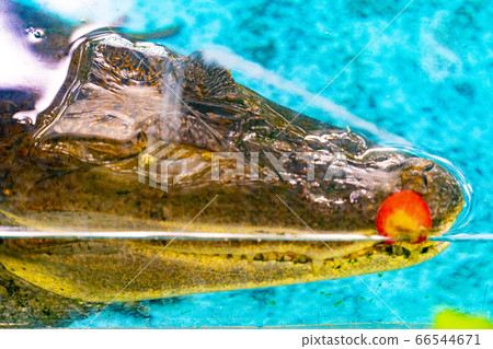 Crocodile and petals 66544671