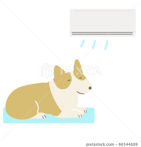 corgi in heat