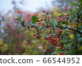 Forest Pyracantha bush full of berries. Morning dew on them. 66544952