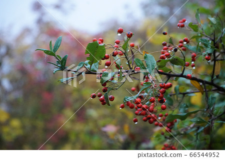 Forest Pyracantha bush full of berries. Morning dew on them. Forest Pyracantha bush full of berries. Morning dew on them. 66544952