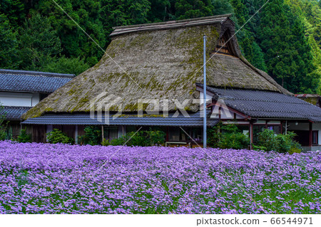 拍攝於京都Sakyo-ku庫塔地區的夏季傳統“ Kitayama Yuzen菊花” 拍攝於京都Sakyo-ku庫塔地區的夏季傳統“ Kitayama Yuzen菊花” 66544971
