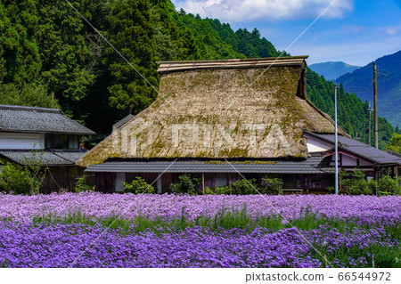 拍攝於京都Sakyo-ku庫塔地區的夏季傳統“ Kitayama Yuzen菊花” 拍攝於京都Sakyo-ku庫塔地區的夏季傳統“ Kitayama Yuzen菊花” 66544972