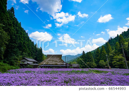 拍攝於京都Sakyo-ku庫塔地區的夏季傳統“ Kitayama Yuzen菊花” 拍攝於京都Sakyo-ku庫塔地區的夏季傳統“ Kitayama Yuzen菊花” 66544993