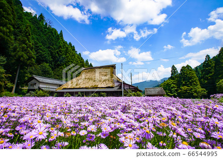 拍攝於京都Sakyo-ku庫塔地區的夏季傳統“ Kitayama Yuzen菊花” 66544995