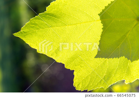 The sun shines through the green leaves. Close-up. 66545075