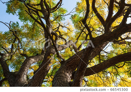 leaves with autumn colors of the Gymnocladus 66545300