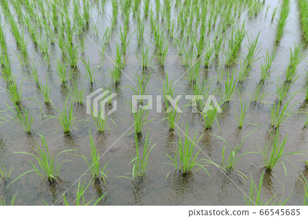June rice fields (rainy season) 03 June rice fields (rainy season) 03 66545685