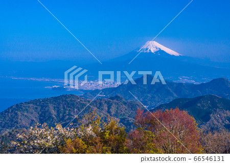 (Shizuoka Prefecture) Katsuragi, Izunokuni, mountains with cherry blossoms, and Mt. Fuji (Shizuoka Prefecture) Katsuragi, Izunokuni, mountains with cherry blossoms, and Mt. Fuji 66546131