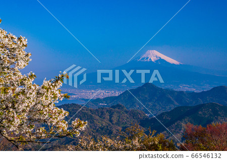 (Shizuoka Prefecture) Katsuragi, Izunokuni, mountains with cherry blossoms, and Mt. Fuji 66546132
