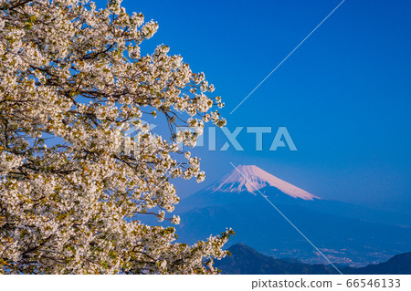 (靜岡縣)葛城,伊豆之國,櫻花山和富士山 (靜岡縣)葛城,伊豆之國,櫻花山和富士山 66546133