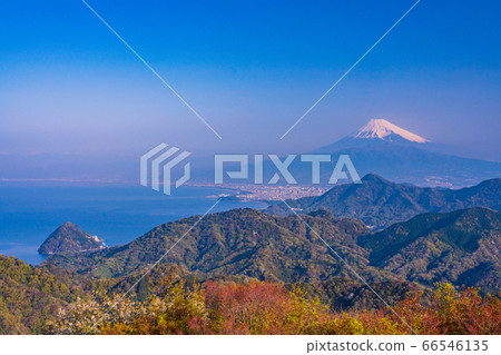 (靜岡縣)葛城,伊豆之國,櫻花山和富士山 (靜岡縣)葛城,伊豆之國,櫻花山和富士山 66546135