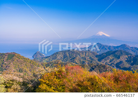 (靜岡縣)葛城,伊豆之國,櫻花山和富士山 (靜岡縣)葛城,伊豆之國,櫻花山和富士山 66546137