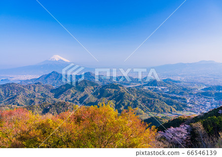 (靜岡縣)葛城,伊豆之國,櫻花山和富士山 (靜岡縣)葛城,伊豆之國,櫻花山和富士山 66546139