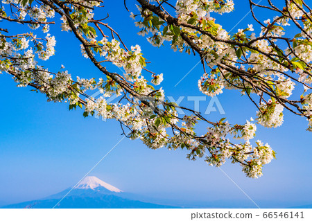 (Shizuoka Prefecture) Katsuragi, Izunokuni, mountains with cherry blossoms, and Mt. Fuji (Shizuoka Prefecture) Katsuragi, Izunokuni, mountains with cherry blossoms, and Mt. Fuji 66546141