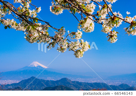 (靜岡縣)葛城,伊豆之國,櫻花山和富士山 (靜岡縣)葛城,伊豆之國,櫻花山和富士山 66546143