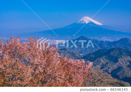 (靜岡縣)葛城,伊豆之國,櫻花山和富士山 (靜岡縣)葛城,伊豆之國,櫻花山和富士山 66546145