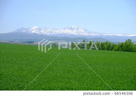 旭岳與綠色的山丘和剩餘的雪 66546306