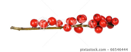 Twig of Winterberry Holly (Ilex verticillata) with Twig of Winterberry Holly (Ilex verticillata) with 66546444