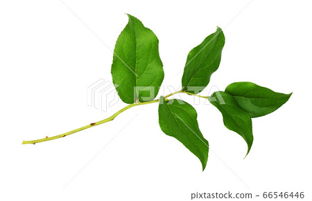 Twig with green leaves 66546446