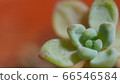 Extraordinary 66546584