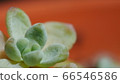 Extraordinary 66546586