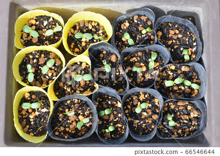 Sunflower seed germination 02 66546644