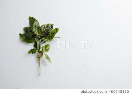 Basil on a white background. Minimum concept 66548130