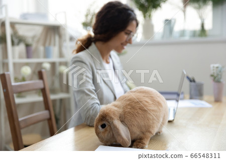 Cute fluffy domestic rabbit sit on desk eating hay Cute fluffy domestic rabbit sit on desk eating hay 66548311