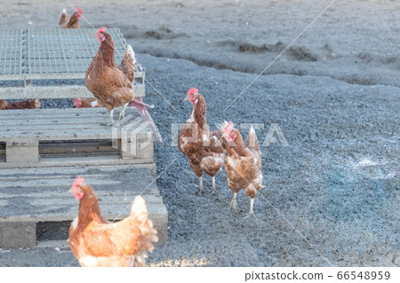 Brown chickens live outdoors at bio poultry farm Brown chickens live outdoors at bio poultry farm 66548959