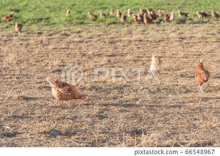 Brown chickens live outdoors at bio poultry farm Brown chickens live outdoors at bio poultry farm 66548967