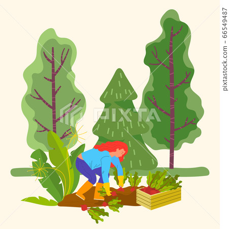 Woman Harvesting Beetroots in Field, Farming Girl Woman Harvesting Beetroots in Field, Farming Girl 66549487