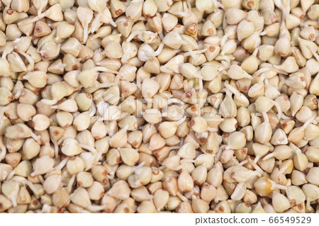 Buckwheat sprouts background close up Buckwheat sprouts background close up 66549529