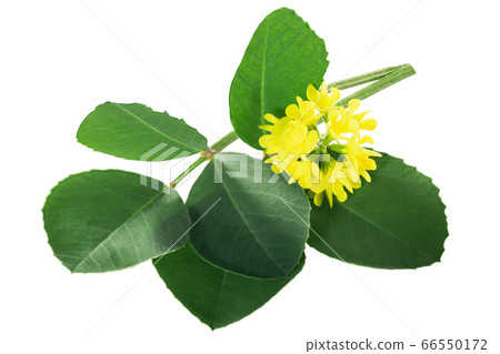 Fenugreek leaves with flowers (Trigonella Fenugreek leaves with flowers (Trigonella 66550172