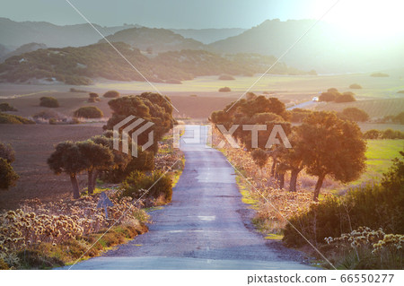 Road in field 66550277