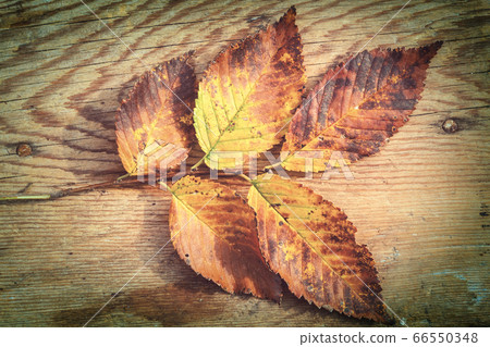 Autumn leaves Autumn leaves 66550348