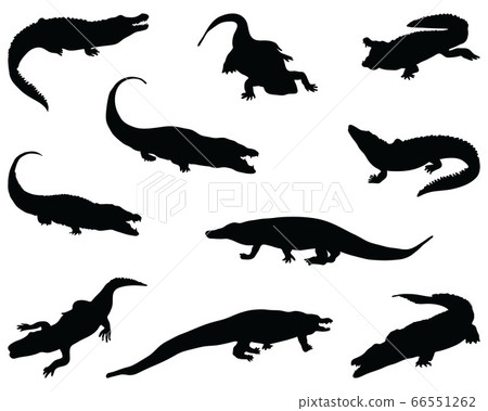 Black silhouettes of crocodiles on a white background Black silhouettes of crocodiles on a white background 66551262