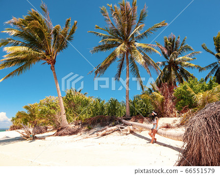 beach, palm, tropical 66551579