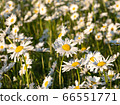 Field of leucanthemum vulgare, ox-eye daisies, in morning sunlight, shallow DoF 66551771