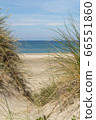 View over the sea from dunes covered in lyme grass 66551860