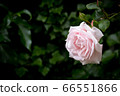 Pale pink rose against blurred dark green background, horizontal 66551866