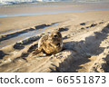 Common seal sunbathing on the beach 66551873